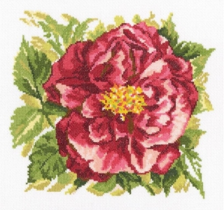 RTO-M371 - Anglická růže