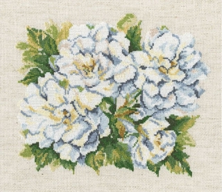 RTO-M373 - Zahradní růže