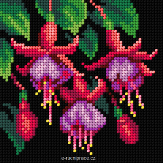 G3477 - Fuchsie