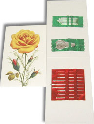 83031 - Jehelníček růže